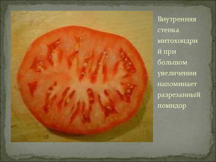 Внутренняя стенка митохондри й при большом увеличении напоминает разрезанный помидор 
