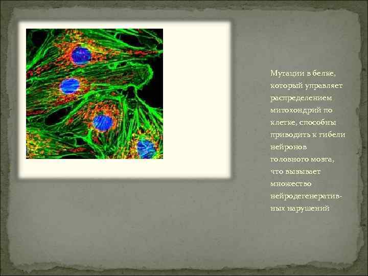 Мутации в белке, который управляет распределением митохондрий по клетке, способны приводить к гибели нейронов
