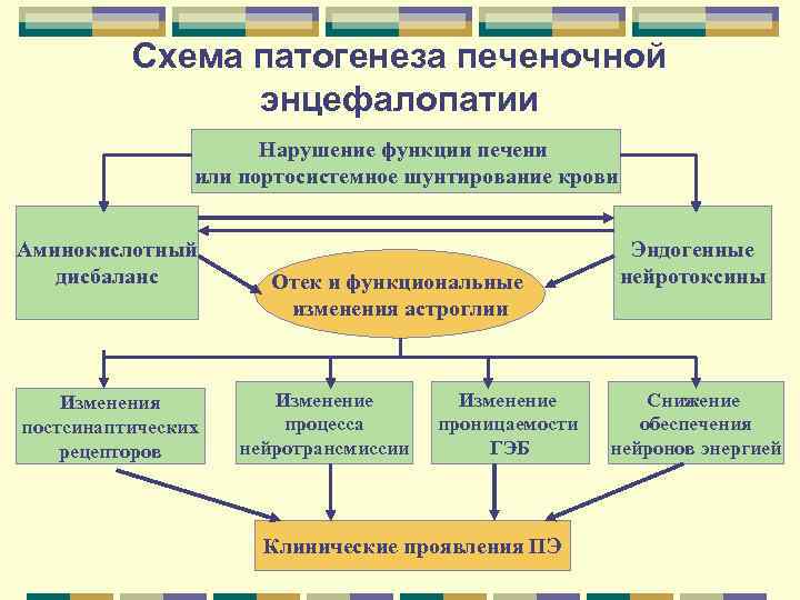 Схема патогенеза печеночной энцефалопатии Нарушение функции печени или портосистемное шунтирование крови Аминокислотный дисбаланс Изменения
