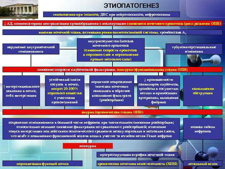 ЭТИОПАТОГЕНЕЗ LOGO гиповолемия при эксикозе, ДВС при нейротоксикозе, нефротоксины ↓ АД, компенсаторная централизация кровообращения