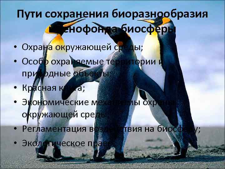 Пути сохранения биоразнообразия и генофонда биосферы • Охрана окружающей среды; • Особо охраняемые территории