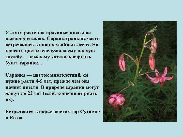 У этого растения красивые цветы на высоких стеблях. Саранка раньше часто встречалась в наших
