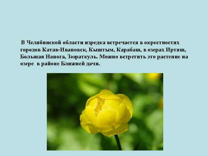 В Челябинской области изредка встречается в окрестностях городов Катав-Ивановск, Кыштым, Карабаш, в озерах Иртяш,