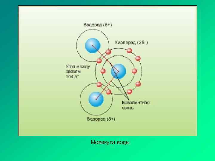 Ковалентная связь воды схема