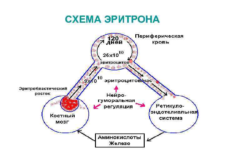 СХЕМА ЭРИТРОНА 