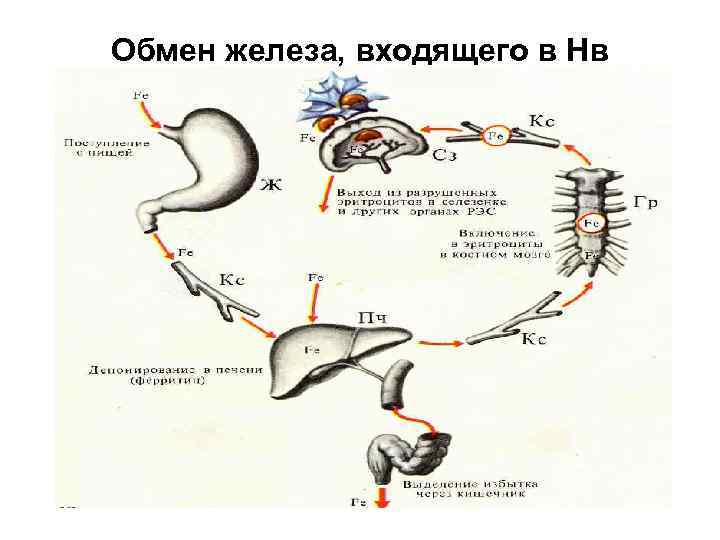 Обмен железа, входящего в Нв 