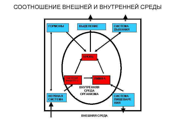 СООТНОШЕНИЕ ВНЕШНЕЙ И ВНУТРЕННЕЙ СРЕДЫ ГОРМОНЫ ВЫДЕЛЕНИЕ СИСТЕМА ДЫХАНИЯ КРОВЬ ТКАНЕВАЯ ЖИДКОСТЬ НЕРВНАЯ СИСТЕМА