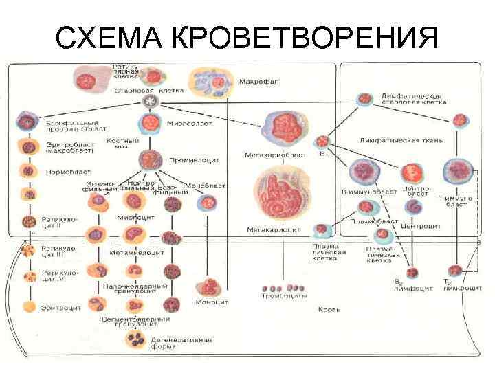 Схема кроветворения по воробьеву