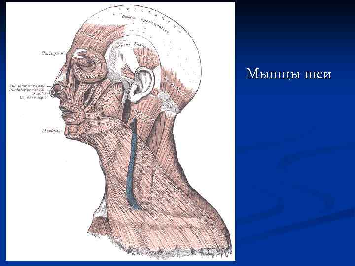 Мышцы шеи 