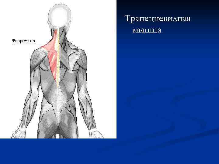Трапециевидная мышца 