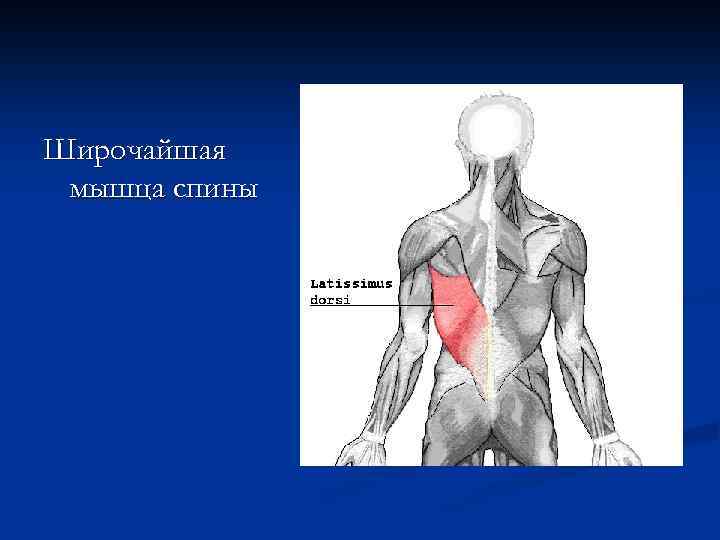 Широчайшая мышца. Латеральный край широчайшей мышцы спины. Функции широчайшей мышцы спины человека. Латеральный край широчайшей мышцы. Большая грудная и широчайшая мышца спины.