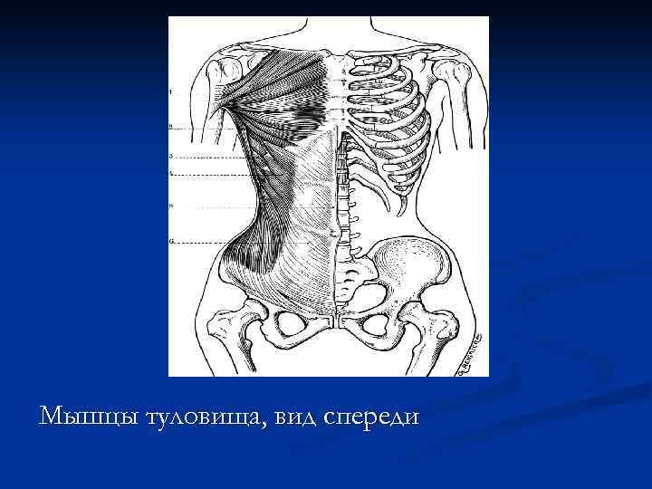 Мышцы туловища, вид спереди 