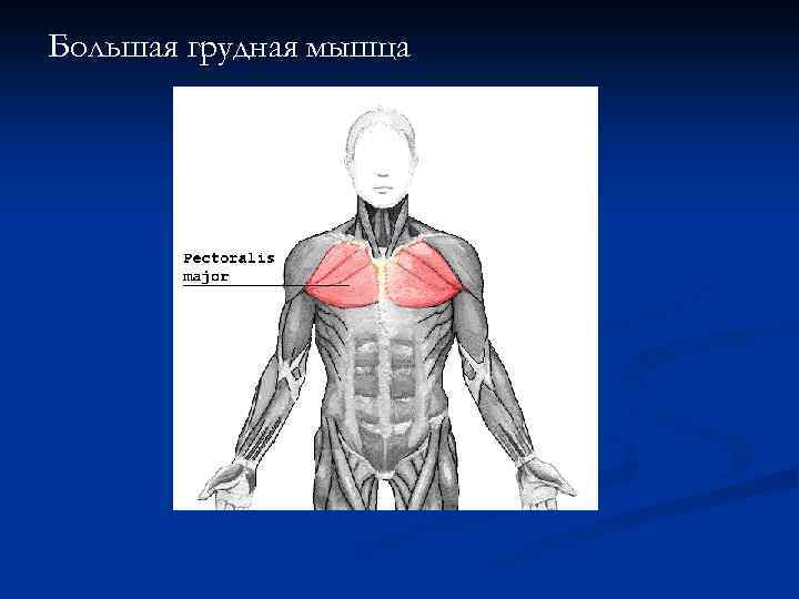 Большая грудная мышца 