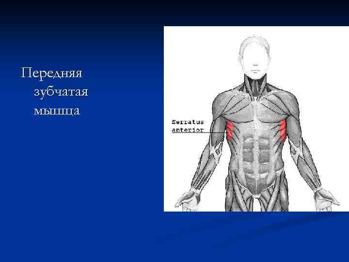 Передняя зубчатая мышца 