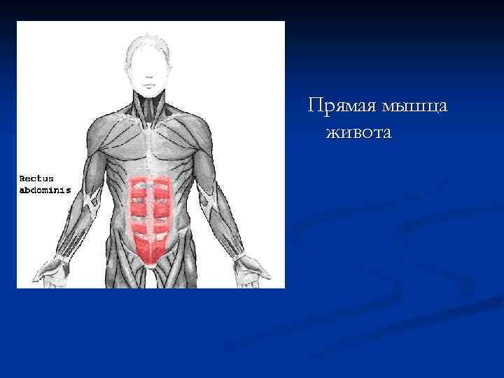 Прямая мышца живота 