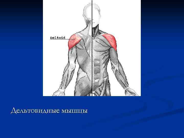 Дельтовидные мышцы 
