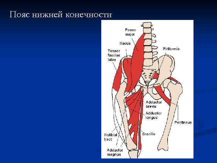 Пояс нижней конечности 