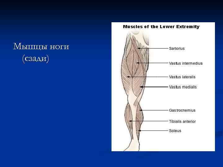 Мышцы ноги (сзади) 