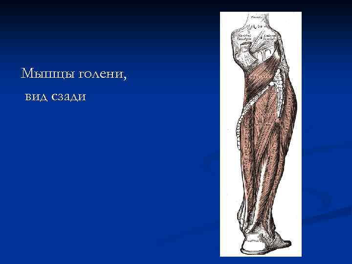 Мышцы голени, вид сзади 