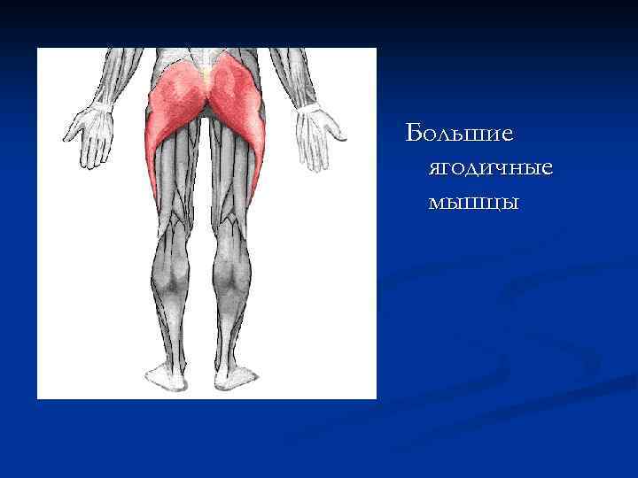 Большие ягодичные мышцы 