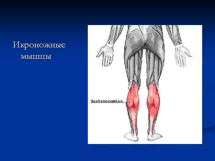 Икроножные мышцы 
