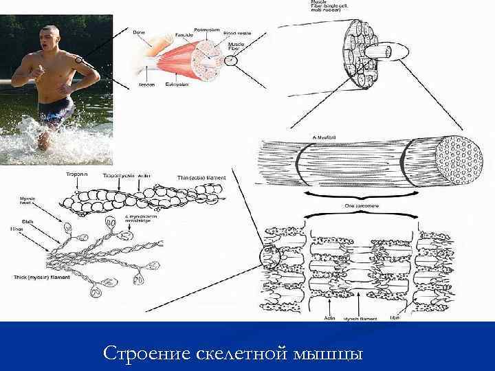 Строение скелетной мышцы 