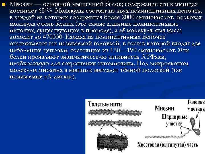 Белок миозин. Основной мышечный белок. Головки миозина состоят из. Белки молекулы миозина. Миозин в мышцах.