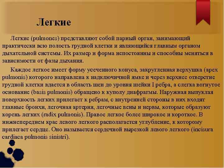 Легкие (pulmones) представляют собой парный орган, занимающий практически всю полость грудной клетки и являющийся