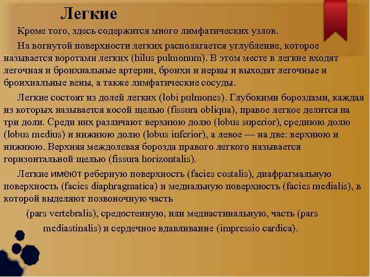 Легкие Кроме того, здесь содержится много лимфатических узлов. На вогнутой поверхности легких располагается углубление,