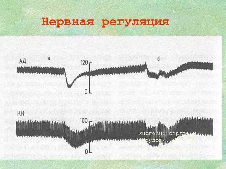 Нервная регуляция «Болезни сердца и сосудов» . Под ред. Е. И. Чазова. 1992. 