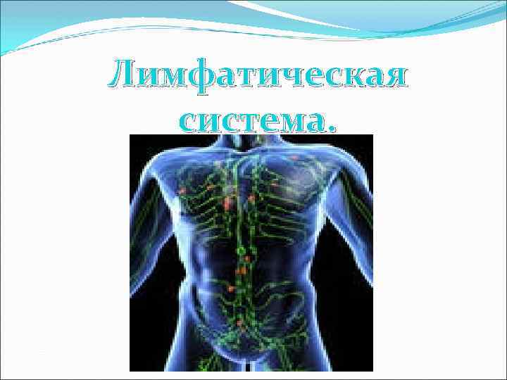 Лимфатическая система. 