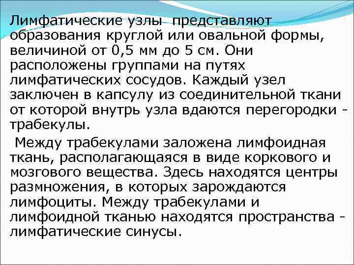 Лимфатические узлы представляют образования круглой или овальной формы, величиной от 0, 5 мм до