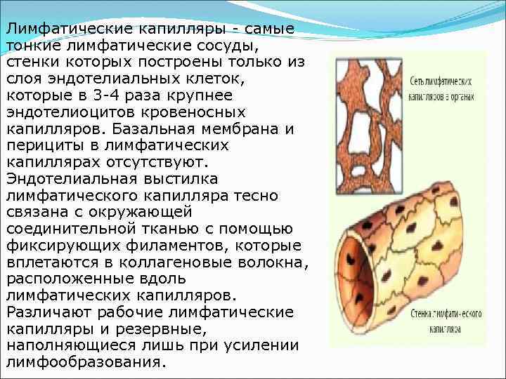 Стенки лимфатических сосудов