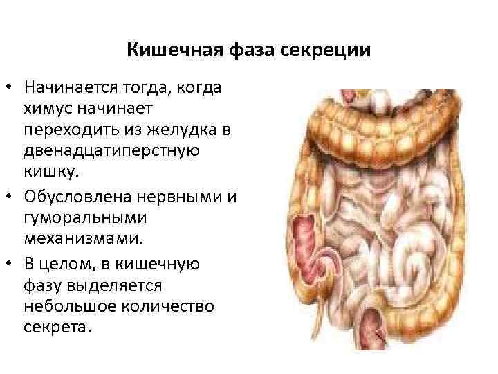 Кишечная фаза секреции • Начинается тогда, когда химус начинает переходить из желудка в двенадцатиперстную