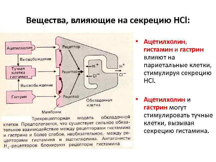 Вещества, влияющие на секрецию HCl: • Ацетилхолин, гистамин и гастрин влияют на париетальные клетки,