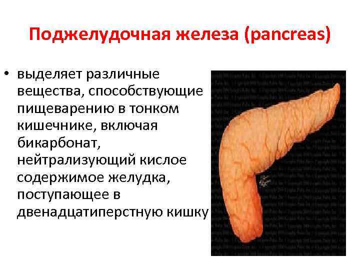 Поджелудочная железа (pancreas) • выделяет различные вещества, способствующие пищеварению в тонком кишечнике, включая бикарбонат,