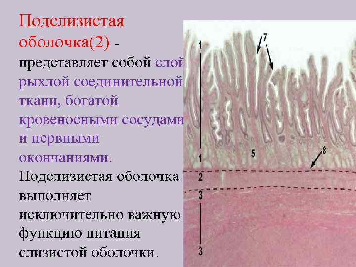 Ткань слизистой оболочки