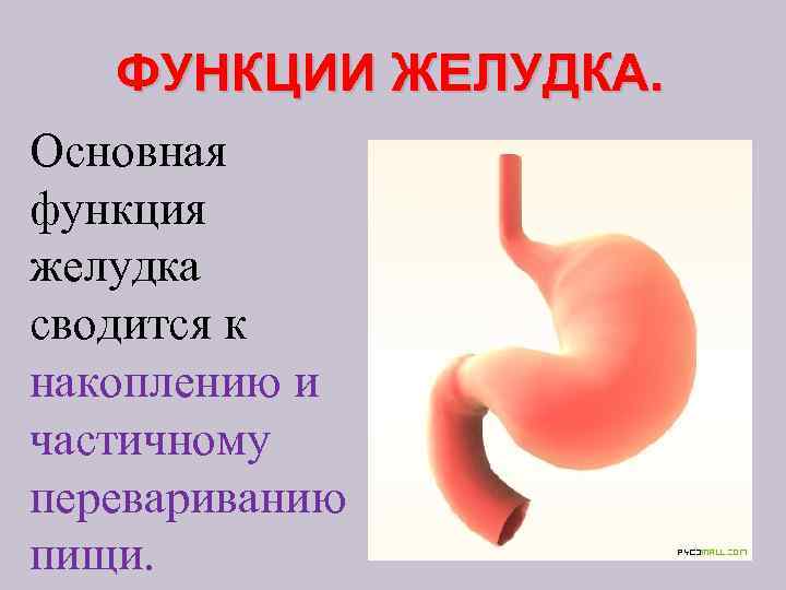 Желудок функции. Функции желудка анатомия. Основная функция желудка. Желудок строение и функции. Доклад на тему желудок.