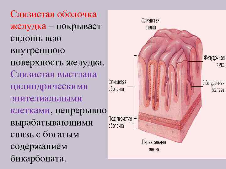 Слизистая оболочка состоит из слоев. Слизистая оболочка, выстилающая органы ЖКТ. Слизистая оболочка желудка выстлана. Слизистая оболочка желудка строение. Ткани выстилающие слизистую оболочку желудка.