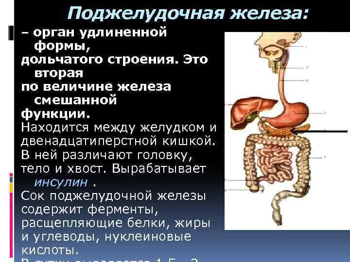 Железы и ферменты двенадцатиперстной кишки. Структура строение поджелудочной железы. Поджелудочная железа секрет железы. Железы пищеварительной системы человека анатомия. Хвост поджелудочной железы анатомия.