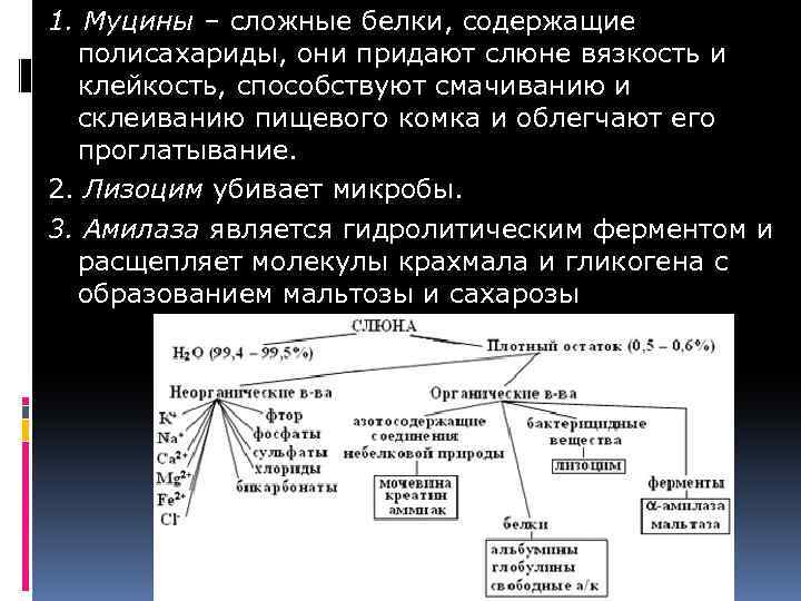 1. Муцины – сложные белки, содержащие полисахариды, они придают слюне вязкость и клейкость, способствуют