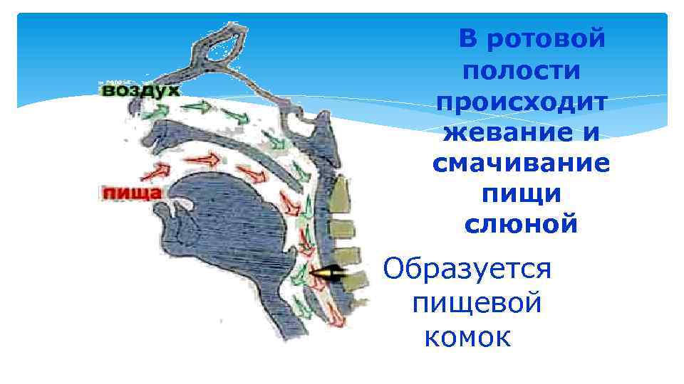 В ротовой полости происходит жевание и смачивание пищи слюной Образуется пищевой комок 