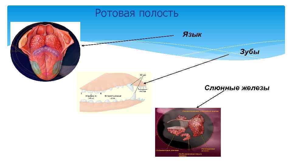 Ротовая полость Язык Зубы Слюнные железы 