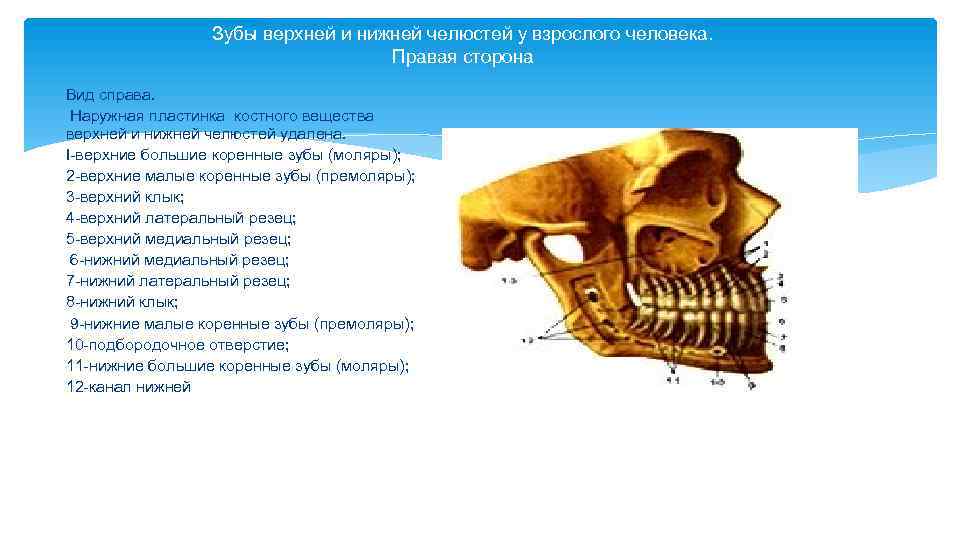 Зубы верхней и нижней челюстей у взрослого человека. Правая сторона Вид справа. Наружная пластинка