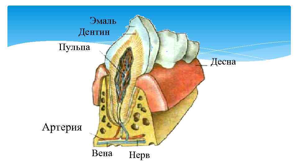 Эмаль Дентин Пульпа Десна Артерия Вена Нерв 