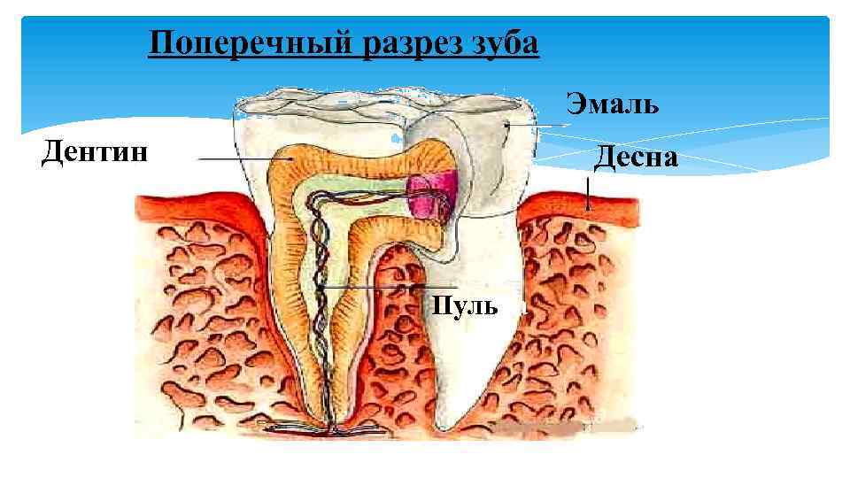 Поперечный разрез зуба Эмаль Дентин Десна Пульпа 