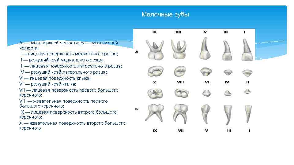 Строение молочного зуба у детей фото схема