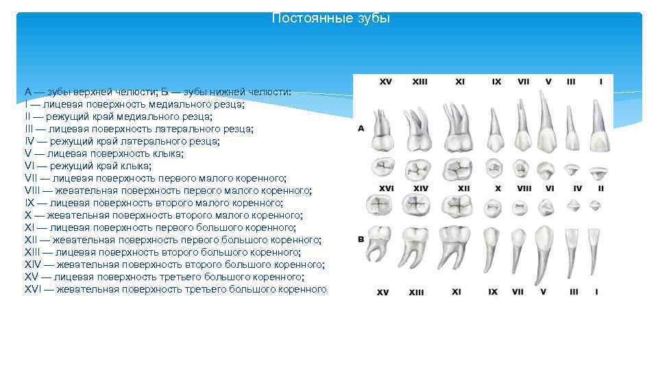 Лицевая поверхность