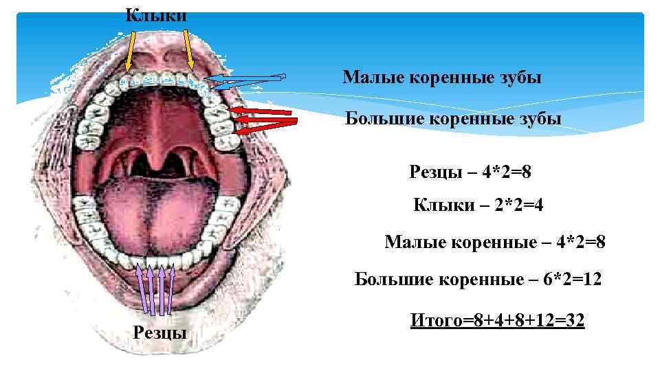 Пища ротовая полость