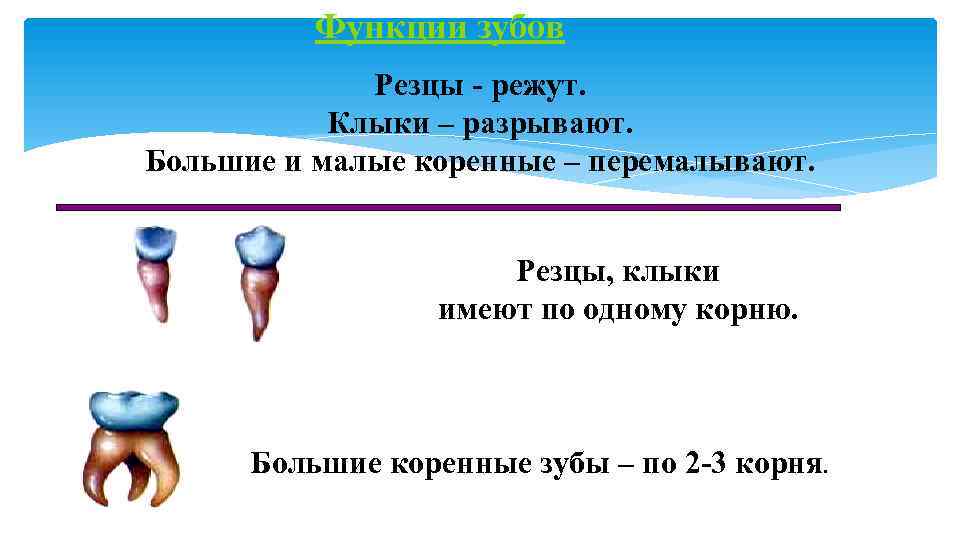 Функции зубов Резцы - режут. Клыки – разрывают. Большие и малые коренные – перемалывают.